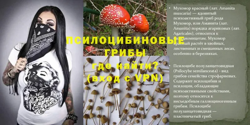 Псилоцибиновые грибы MAGIC MUSHROOMS  где купить наркоту  Покров 